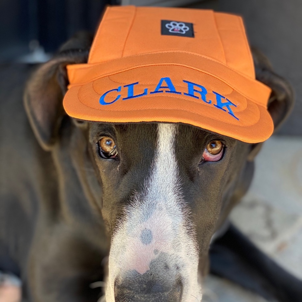 Customized doggie ball caps